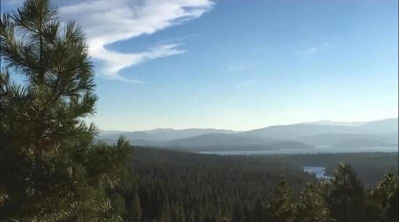 A view overlooking a forest of ponderosa pine and Jeffrey pine from Verdi Mountain near Truckee in California. CREDIT: Daniel Perret