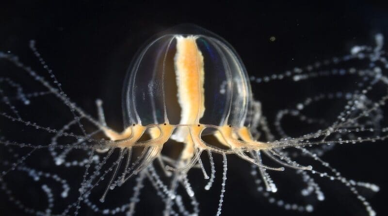 The jellyfish Cladonema pacificum exhibits branched tentacles that can robustly regenerate after amputation. Image credit: Sosuke Fujita, The University of Tokyo