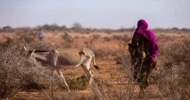 Droughts, including the ongoing severe drought in the Horn of Africa, can prompt people to relocate closer to water sources or cities. Roughly 80% of African countries saw people move toward rivers or to urban areas during drought in recent decades, a new Earth’s Future study found. CREDIT: UNICEF Ethiopia