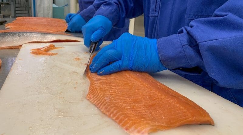 Scientists from the Norwegian food research institute Nofima filleting pink salmon. Utilising pink salmon as a food source can benefit both our environment and Norway’s Blue Economy. Photo: Nofima