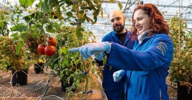 New work by Prof. Siobhan Brady and Alex Cantó-Pastor at the UC Davis College of Biological Sciences shows how tomato plants can make themselves more drought-tolerant by producing a waxy substance, suberin, in their roots. CREDIT: TJ Ushing/UC Davis College of Biological Sciences