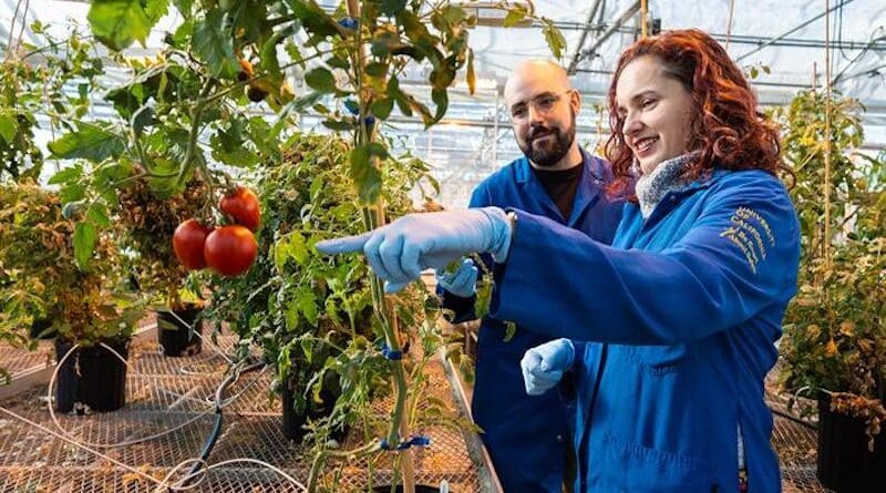 New work by Prof. Siobhan Brady and Alex Cantó-Pastor at the UC Davis College of Biological Sciences shows how tomato plants can make themselves more drought-tolerant by producing a waxy substance, suberin, in their roots. CREDIT: TJ Ushing/UC Davis College of Biological Sciences