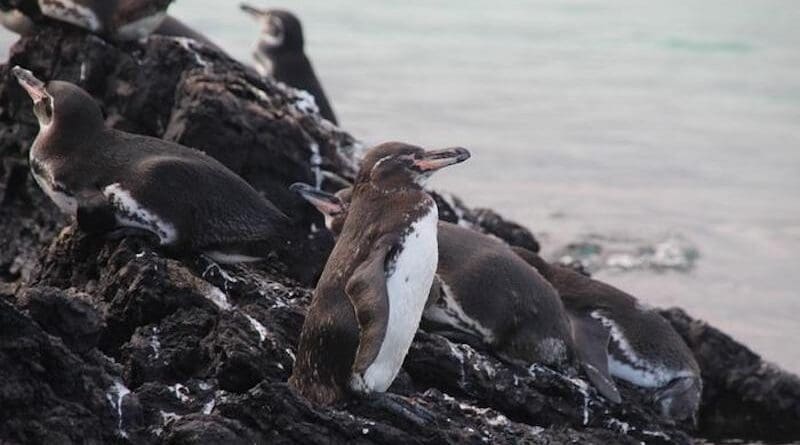 A Galápagos penguin is perched on the molten rock of the Isabela Islands. The authors captured this photo during a 2021 expedition to collect microplastics in the Galápagos Marine Reserve. CREDIT Image Credit: Karly McMullen, CC-BY 4.0 (https://creativecommons.org/licenses/by/4.0/)
