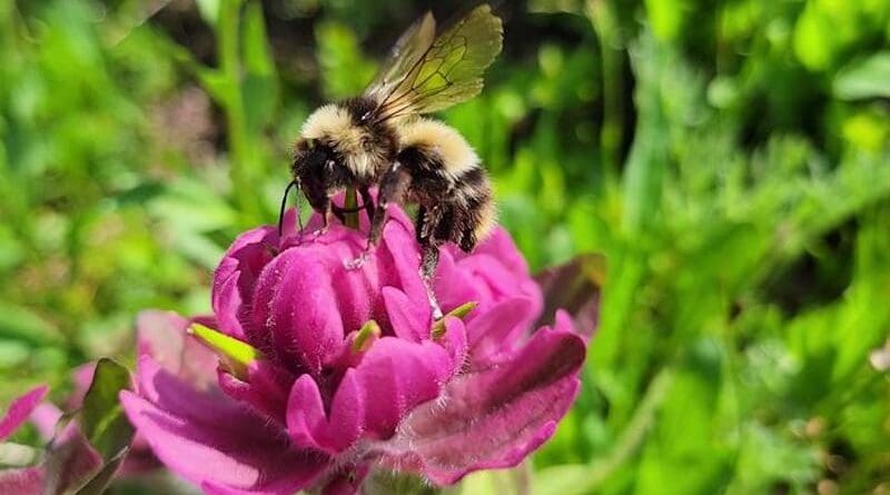 The high country bumble bee is a uncommon, high-elevation species native to Colorado. CREDIT: Adrian Carper/CU Boulder