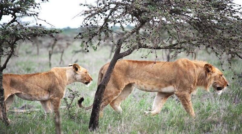 The lion in East Africa changes hunting habits due to tiny ant species CREDIT: Todd Palmer