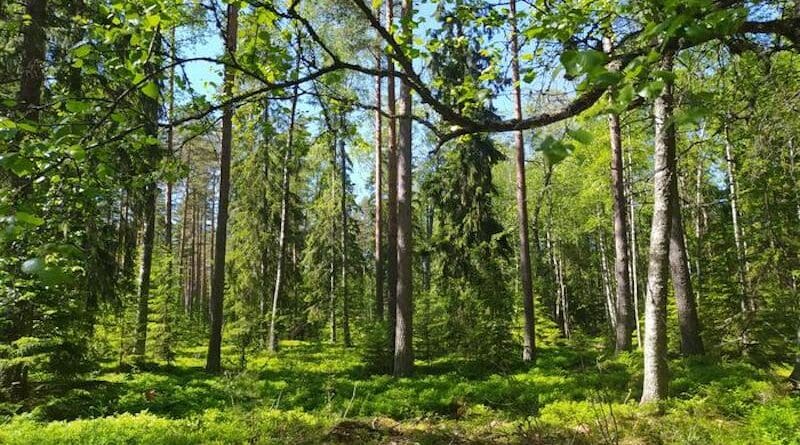Mixed forest stand in Solböle, Southern Finland, hosting both broadleaf and conifer species. CREDIT: J. Barrere