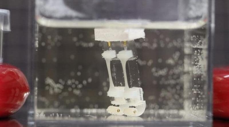 Two-legged biohybrid robot CREDIT: Shoji Takeuchi research group, University of Tokyo