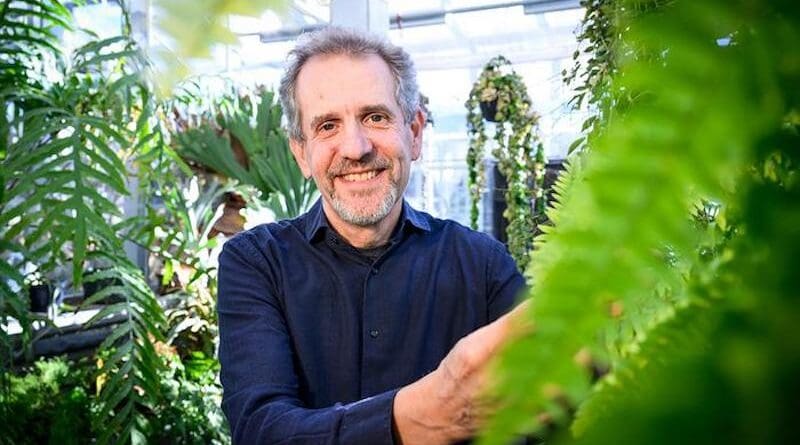 University of Illinois Urbana-Champaign plant biology professor James Dalling and his colleagues discovered that some tree ferns recycle their dead fronds into roots. The researchers call these repurposed fronds “zombie leaves.” CREDIT: Photo by Fred Zwicky