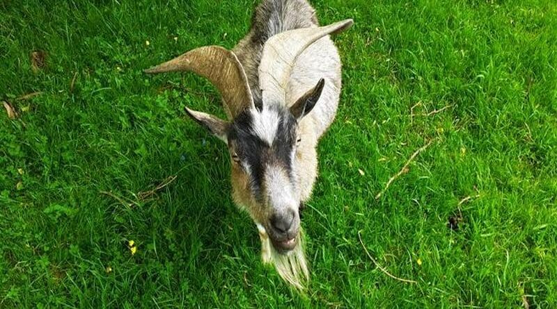 Goats can tell if you are happy or angry by your voice alone CREDIT: Dr Marianne Mason