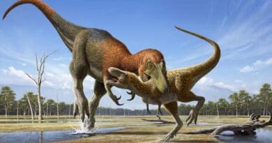 Artist illustration of Nanotyrannus attacking a juvenile T. rex. CREDIT: Raul Martin