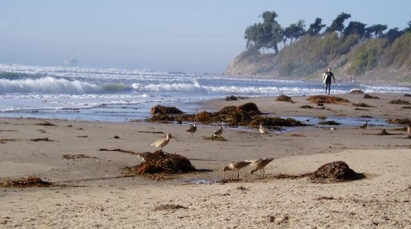 Shorebirds forage in kelp wrack on a beach in California. CREDIT: Jenny Dugan, UC Santa Barbara