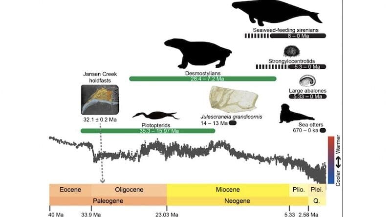 This timeline depicts the evolution of kelp forests and associated organisms along the Pacific Coast over the past 32 million years, along with water temperature variations. Black bars indicate members of the modern, complex kelp ecosystems — sea otters, abalone, sea urchins and, until recently, sea cows. The green bars indicate now-extincct members of early kelp beds, including desmostylians and penguin-like plotopterids. CREDIT: Steffen Kiel and Cindy Looy