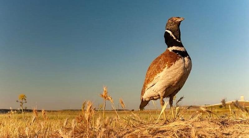 The study reveals how by changing agricultural practises and growing the fallow land could help the preservation of the population of these species, which is severely affected by human activity. CREDIT: Forest Science and Technology Center of Catalonia (CTFC)