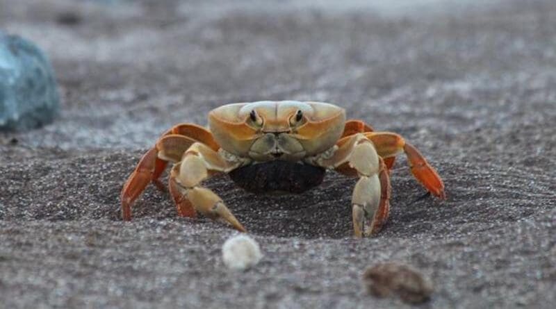 An egg-bearing female of Johngarthia lagostoma arrives on the beach on Trindade Island. After the larvae are released in the sea, individuals that manage to return to land will ascend to the uplands to live CREDIT: Márcio Camargo Araújo João