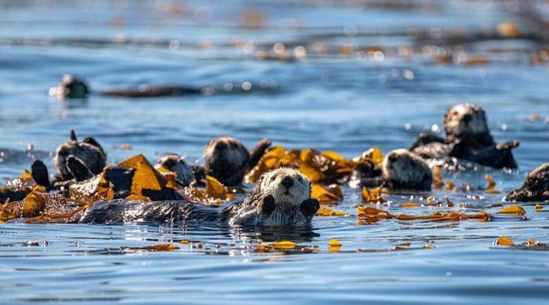 A raft of sea otters (Enhydra nereis) congregates off the back deck of the Monterey Bay Aquarium in kelp. CREDIT: Monterey Bay Aquarium / Tyson V. Rininger
