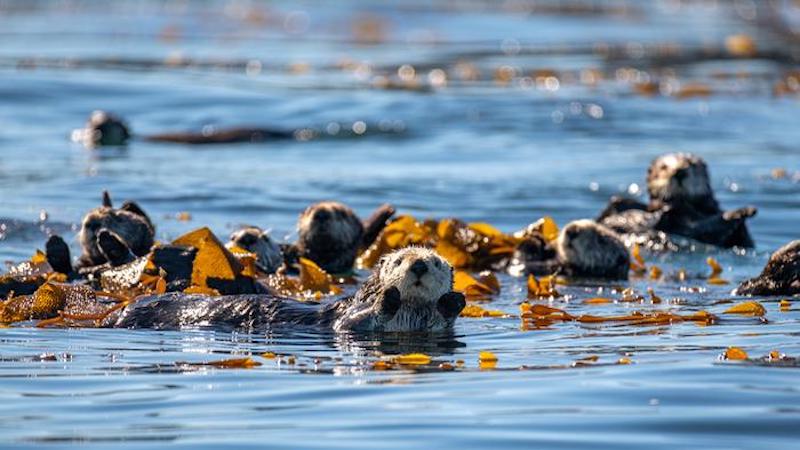 Sea Otters Helped Prevent Widespread California Kelp Forest Declines ...