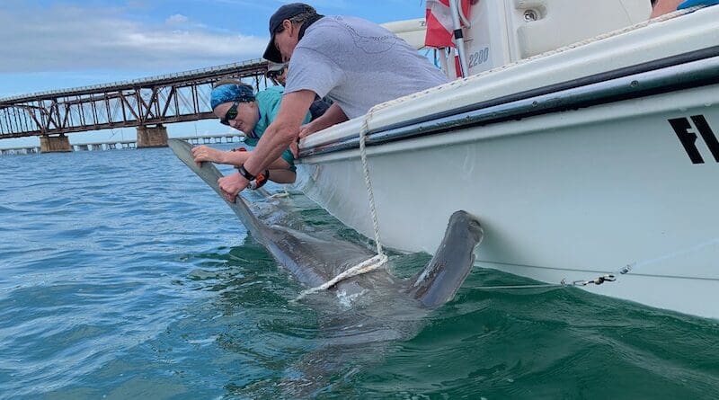 Casselberry tagging a great hammerhead shark at Bahia Honda, Florida. Credit: Grace Casselberry