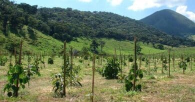 The researchers developed a model that projects the time taken for trees native to the Atlantic Rainforest to reach the ideal size to be harvested for the timber industry CREDIT: Pedro Brancalion/LASTROP-USPM