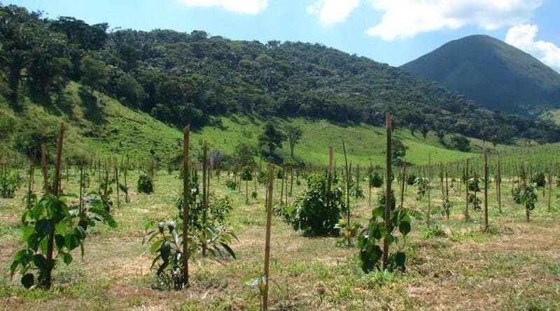 The researchers developed a model that projects the time taken for trees native to the Atlantic Rainforest to reach the ideal size to be harvested for the timber industry CREDIT: Pedro Brancalion/LASTROP-USPM