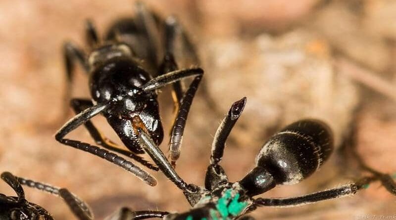 A Matabele ant tends to the wound of a fellow ant whose legs were bitten off in a fight with termites. CREDIT: Erik Frank / University of Wuerzburg