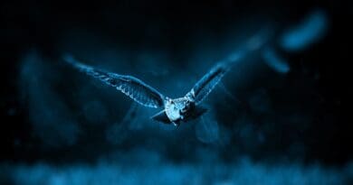 owl flying night