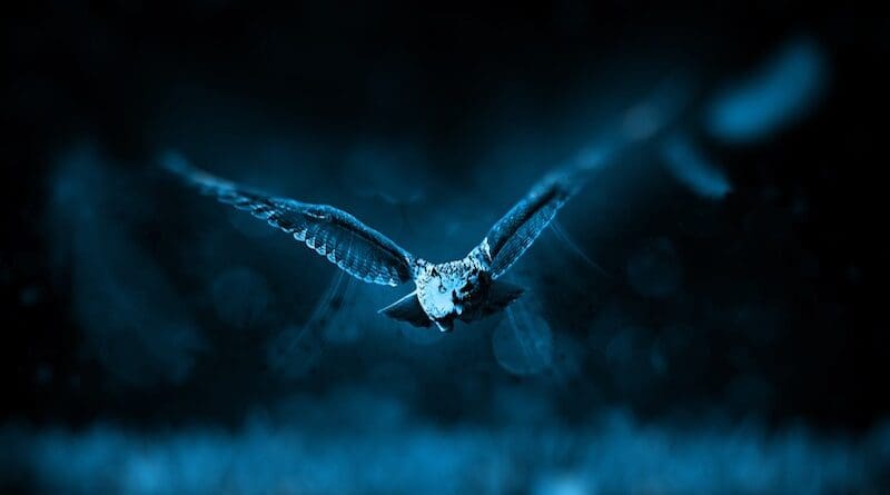 owl flying night