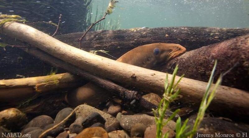 A Pacific lamprey rests in a river. CREDIT: Jeremy Monroe, Fresh Waters Illustrated