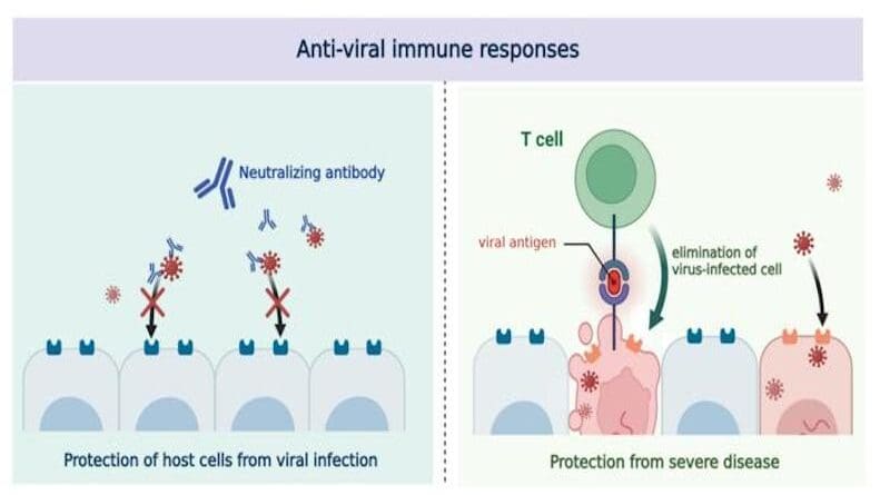 Neutralizing antibodies and memory T cells are two components of adaptive immunity conferred by viral infection or vaccination. Neutralizing antibodies physically bind to viruses to block them from infecting the cells. While T cells cannot prevent the viral infection, they can effectively search and destroy cells that display viral antigens on their surface, eliminating them to prevent further infection. CREDIT: Institute for Basic Science