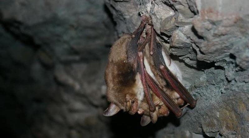 Greater mouse-eared bat (Myotis myotis) CREDIT: Photo by Karin Schneeberger/Leibniz-IZW