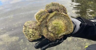 The Norwegian flat oysters are of great international interest. The image is from the researchers' field work in Agder and Rogaland. (Photo: Molly Reamon)