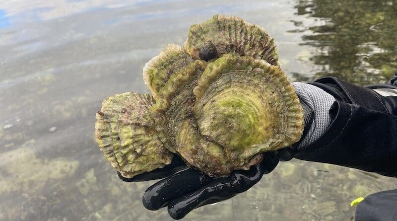 The Norwegian flat oysters are of great international interest. The image is from the researchers' field work in Agder and Rogaland. (Photo: Molly Reamon)