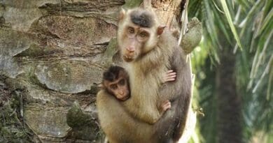 Female southern pig-tailed macaque with infant. CREDIT: Anna Holzner