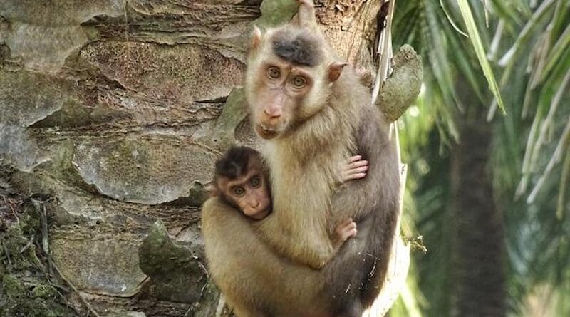 Female southern pig-tailed macaque with infant. CREDIT: Anna Holzner