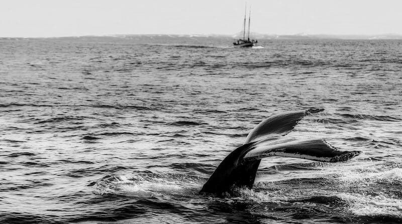 grey gray whale ship