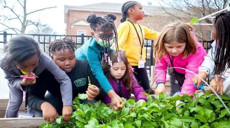 Study of the FRESHFARMS FoodPrints program suggests that kid who learn to grow, harvest and prepare food in elementary school show lasting healthy food attitudes and behaviors later in life. CREDIT: FRESHFARMS Foodprints/KZT Photography