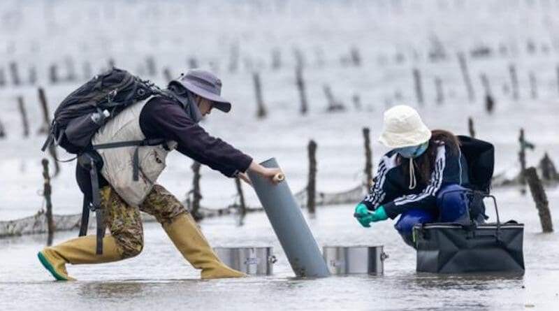 Hebo Peng and his colleague are sampling on the intertidal mudflats in Fangchenggang, China. Credits: Hanming Tu