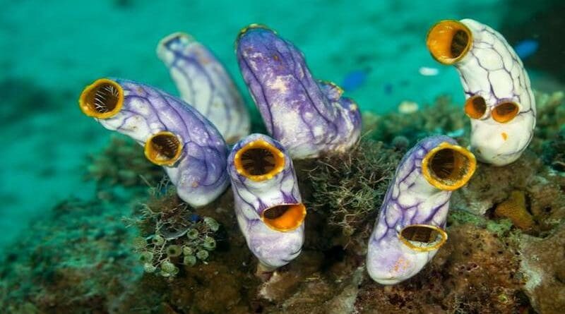 Sea squirts attached on reef. The marine organism is a great model to study developmental processes of vertebrates. CREDIT: © Shutterstock/ISTA