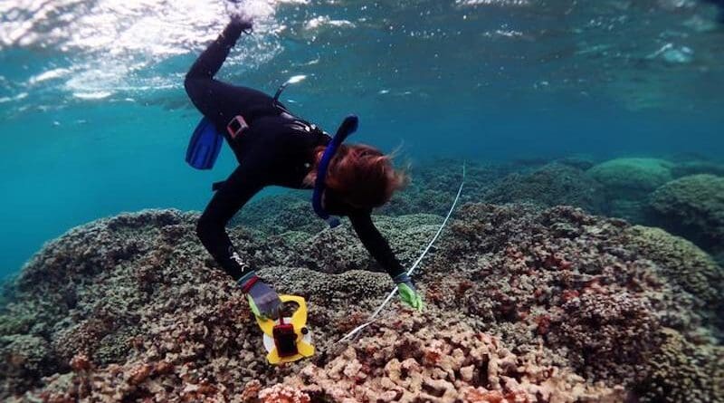 Researchers from the Barott Lab at Penn retrieve samples of coral in Kaneohe Bay in Oahu, Hawai, as part of a longitudinal study on the effects of climate change on coral reef bleaching. CREDIT: Kristen Brown