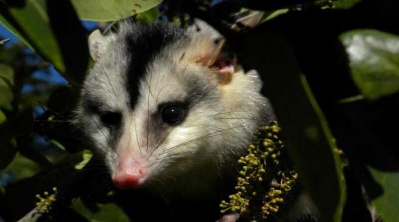 The White-eared opossum (Didelphis albiventris) is one of the species that could lose their habitats completely in the Caatinga because of climate change CREDIT: Mário R. Moura/UNICAMP