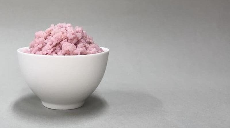 Growing animal muscle and fat cells inside rice grains CREDIT: Yonsei University