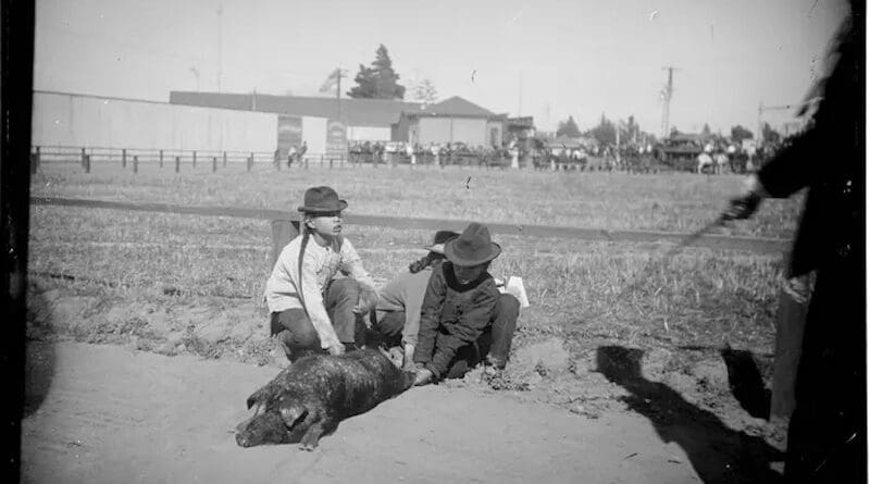 Chinese men holding down a pig in a fenced area in or new Los Angeles Chinatown, circa 1881-1910. CREDIT: Photo courtesy of the Lisa See Collection, Huntington Digital Library.