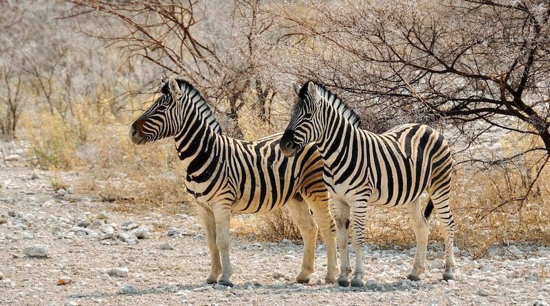 zebras africa