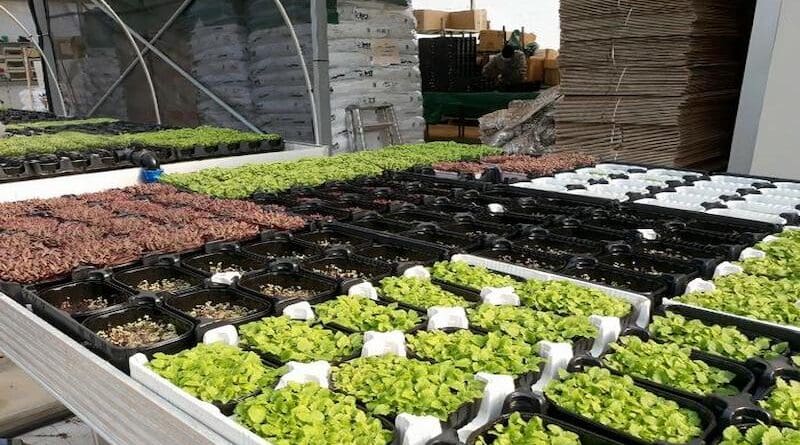 The microgreens were grown in a commercial setting. CREDIT: Massimiliano Renna