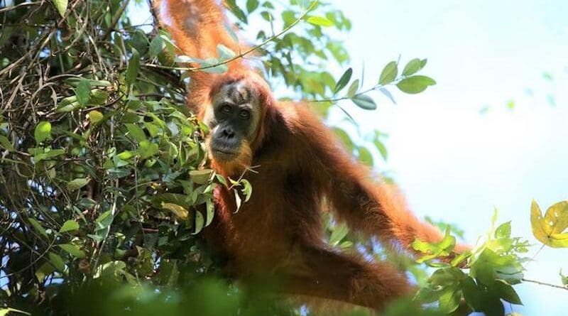 A unflanged migrant Sumatran orangutan male moving between trees. CREDIT: Safriadi / SUAQ Project