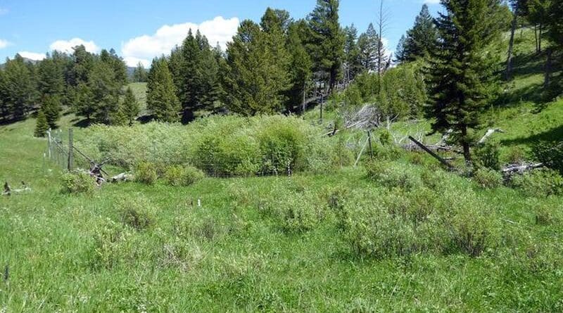 In 2001, CSU researchers established four intensive study areas in Yellowstone to test the effects of reduced browsing by fencing and increased water availability by creating simulated beaver dams. In this photo from 2016, the willows in the fenced area that also had increased water availability grew three times taller and much more densely than unfenced areas without groundwater access, shown in the foreground. CREDIT: David J. Cooper