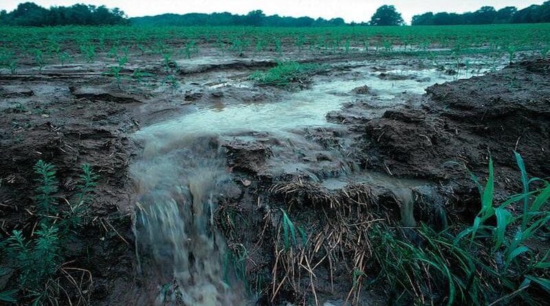 A new study examines how phosphorus from agricultural runoff can become buried and re-released in the Mississippi River system, possibly delaying water quality improvement efforts in the Gulf of Mexico. CREDIT: Image courtesy Lynn Betts
