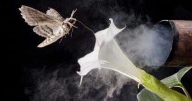 This photo illustration depicts a tobacco hawkmoth navigating to a flower amid air fouled by vehicle exhaust emissions. CREDIT: Floris Van Breugel/University of Washington