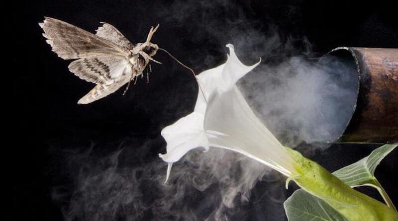 This photo illustration depicts a tobacco hawkmoth navigating to a flower amid air fouled by vehicle exhaust emissions. CREDIT: Floris Van Breugel/University of Washington
