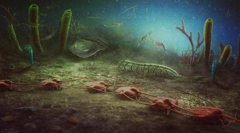 Artistic reconstruction of the Cabrières Biota CREDIT: Christian McCall