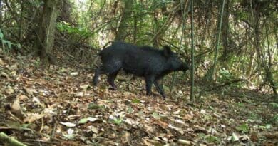 A boar in an area of Cerrado in the northeast of São Paulo state. These exotic mammals are classed as pests, preying on crops and forcing out native species. They are more plentiful in areas of monoculture with scant native vegetation CREDIT: Ecology and Conservation Laboratory/LAEC-FFCLRP-USP